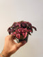 Hypoestes phyllostachya 'Magenta' "Polka Dot Plant" 4"