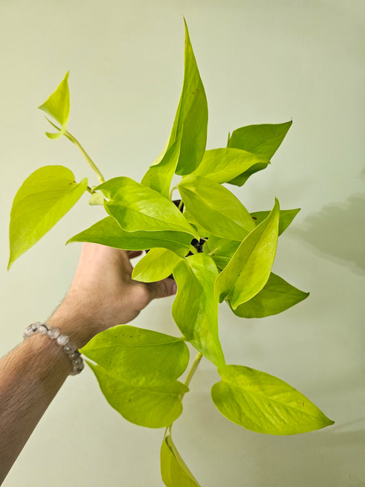Epipremnum aureum 'Neon' Pothos 3.5"