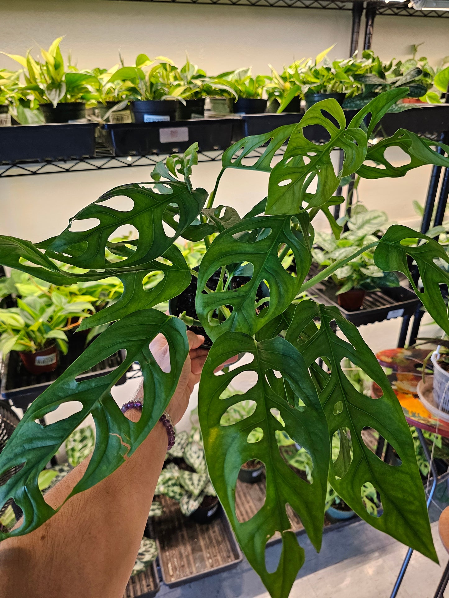 Monstera 'Esqueleto' 6"