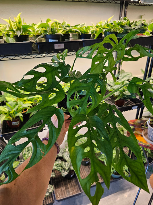 Monstera 'Esqueleto' 6"