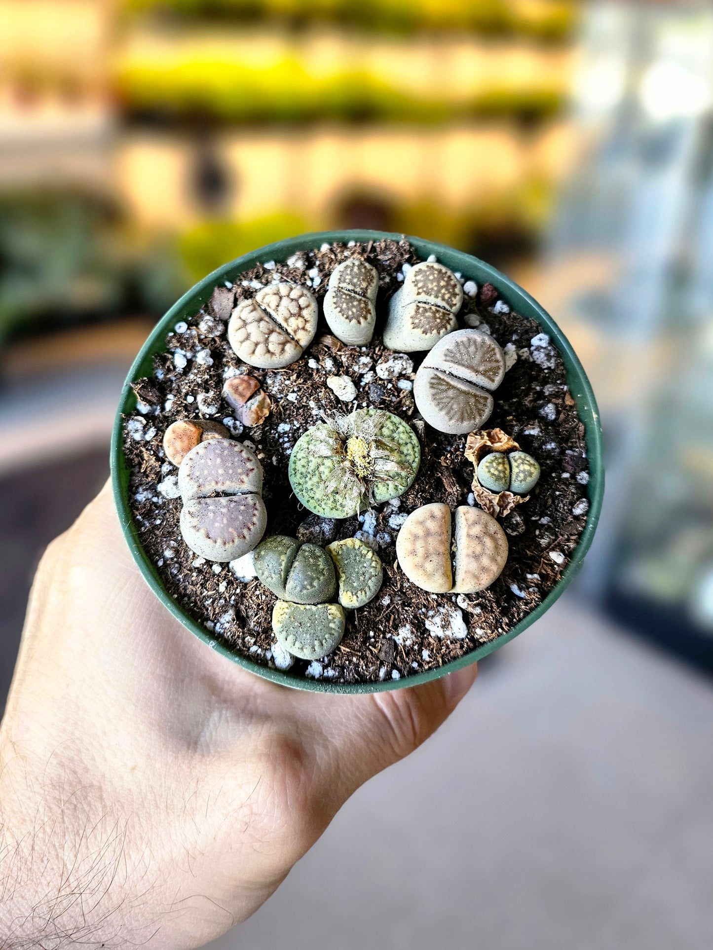 Lithops 4"
