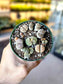 Lithops 4"