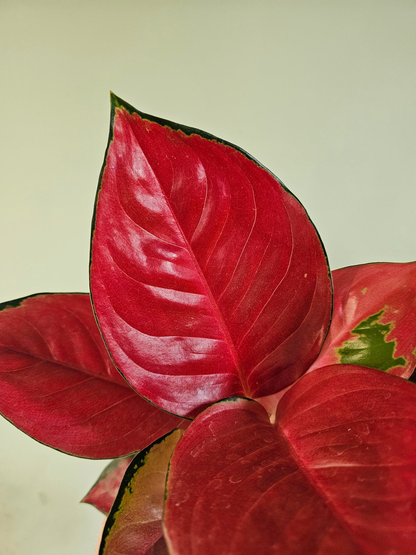 Aglaonema 'Star King' 4"