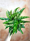 Aglaonema 'Maria' 6"