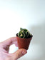 Hoya carnosa compacta Variegated Rope 2"