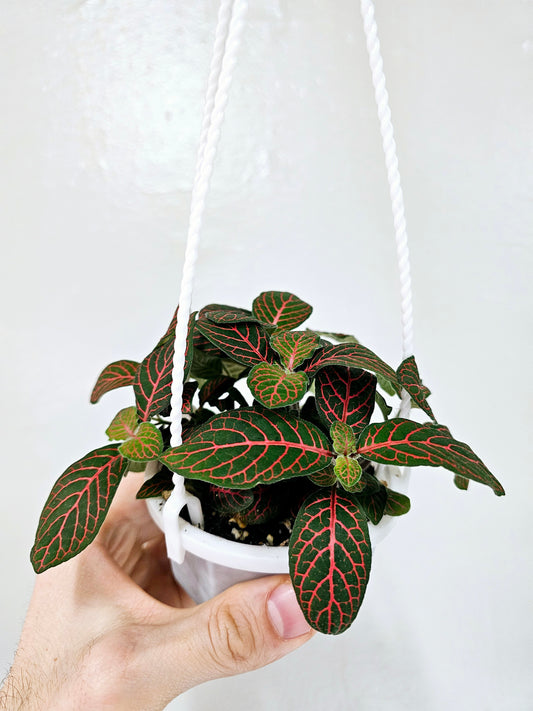 Fittonia Albivenis Red Nerve Plant 4" HB