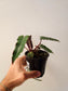 Philodendron billietiae 'Black' 4"