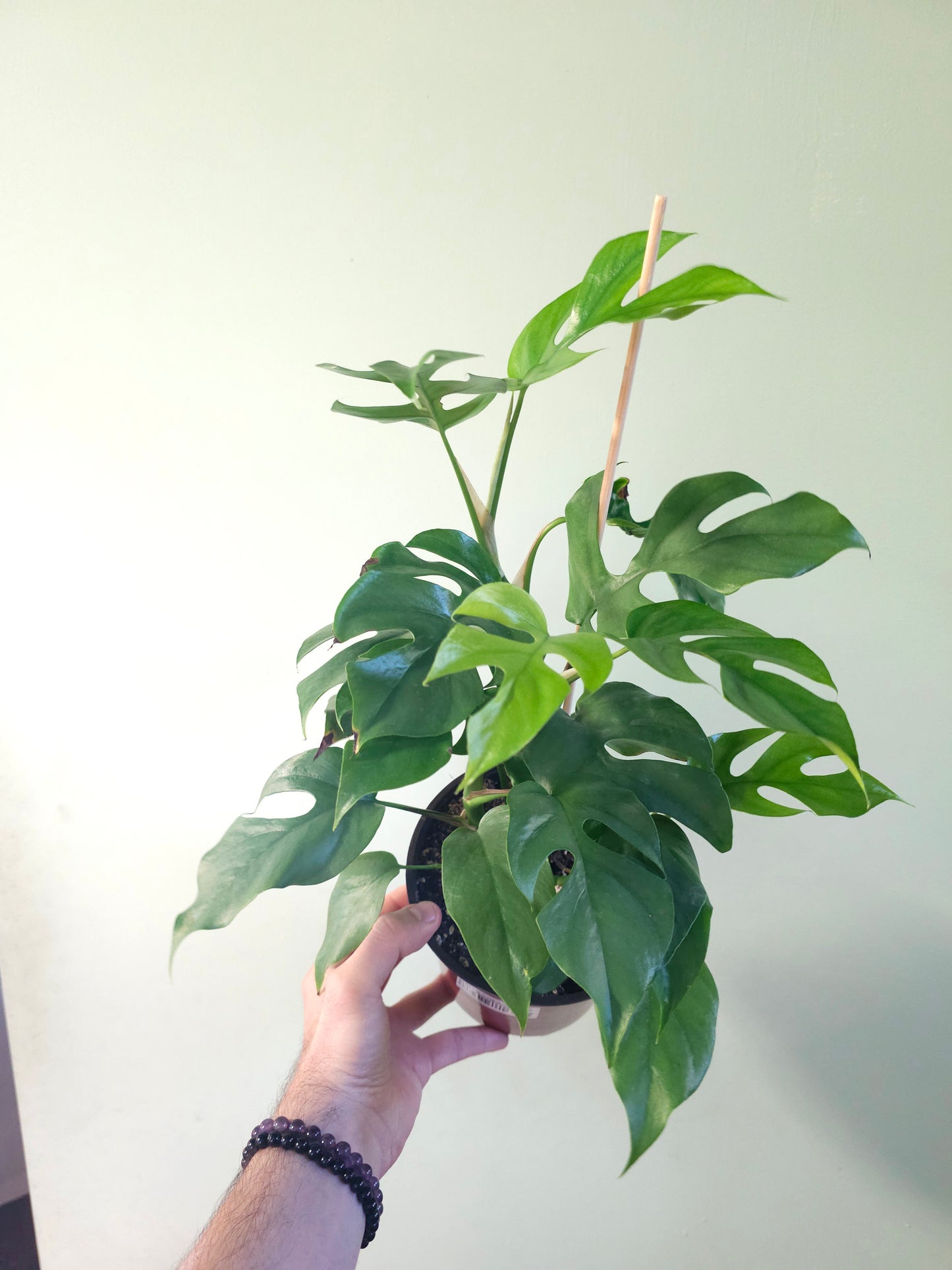 Raphidophora tetrasperma "Mini Monstera" 6"