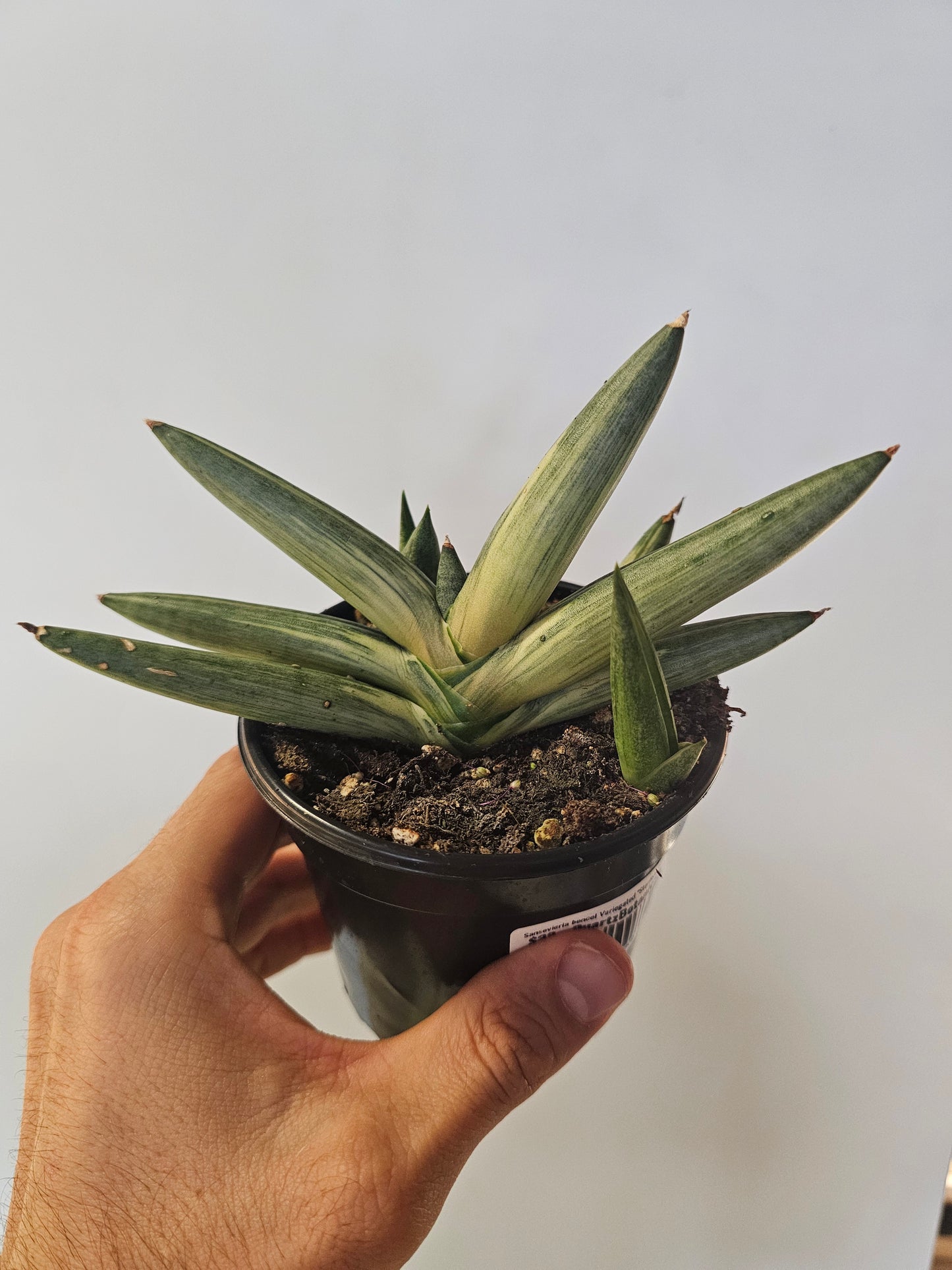 Sansevieria cylindrica var. patula ‘Boncel Variegata’ "Starfish Snake Plant" 4"