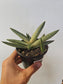 Sansevieria cylindrica var. patula ‘Boncel Variegata’ "Starfish Snake Plant" 4"