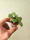 Fittonia albivenis 'White Tiger' 2"