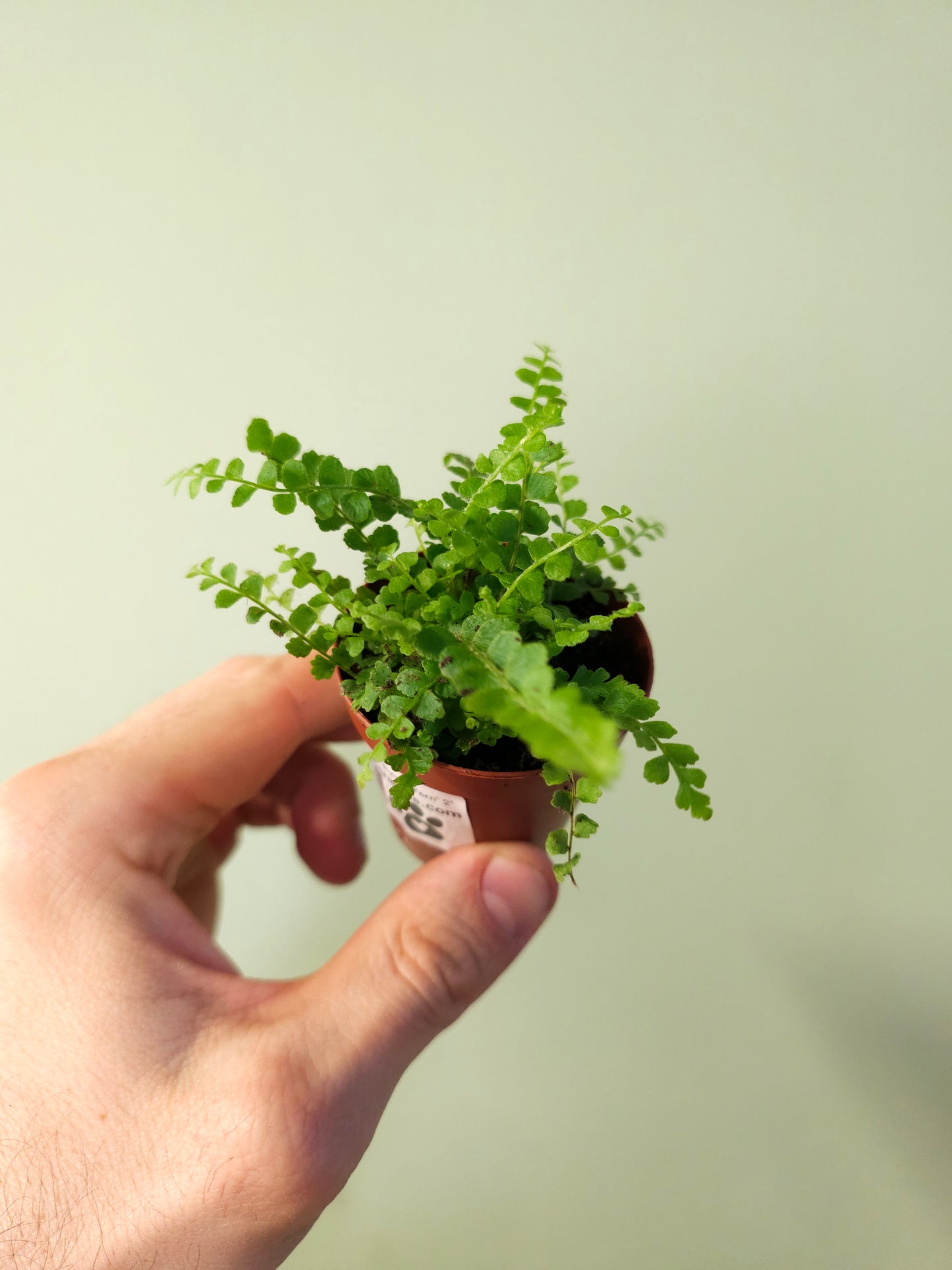 Nephrolepis cordifolia "Lemon Button Fern" 2"