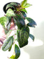 Aeschynanthus marmoratus "Black Pagoda Lipstick/Zebra Basket Vine" 4"