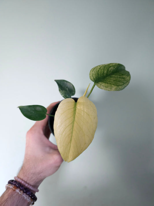 Monstera 'White Monster' 4"