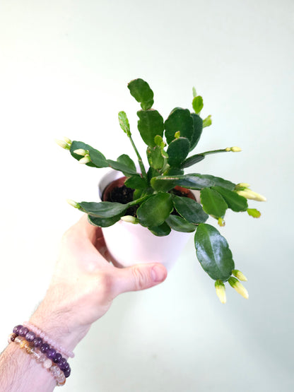 Rhipsalidopsis gaertneri "Spring/Easter Cactus" 4"