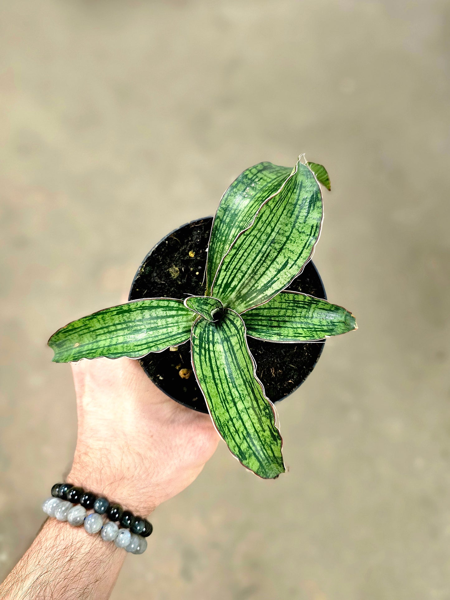 Sansevieria kirkii 'Cleopatra' 4"