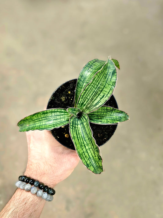 Sansevieria kirkii 'Cleopatra' 4"