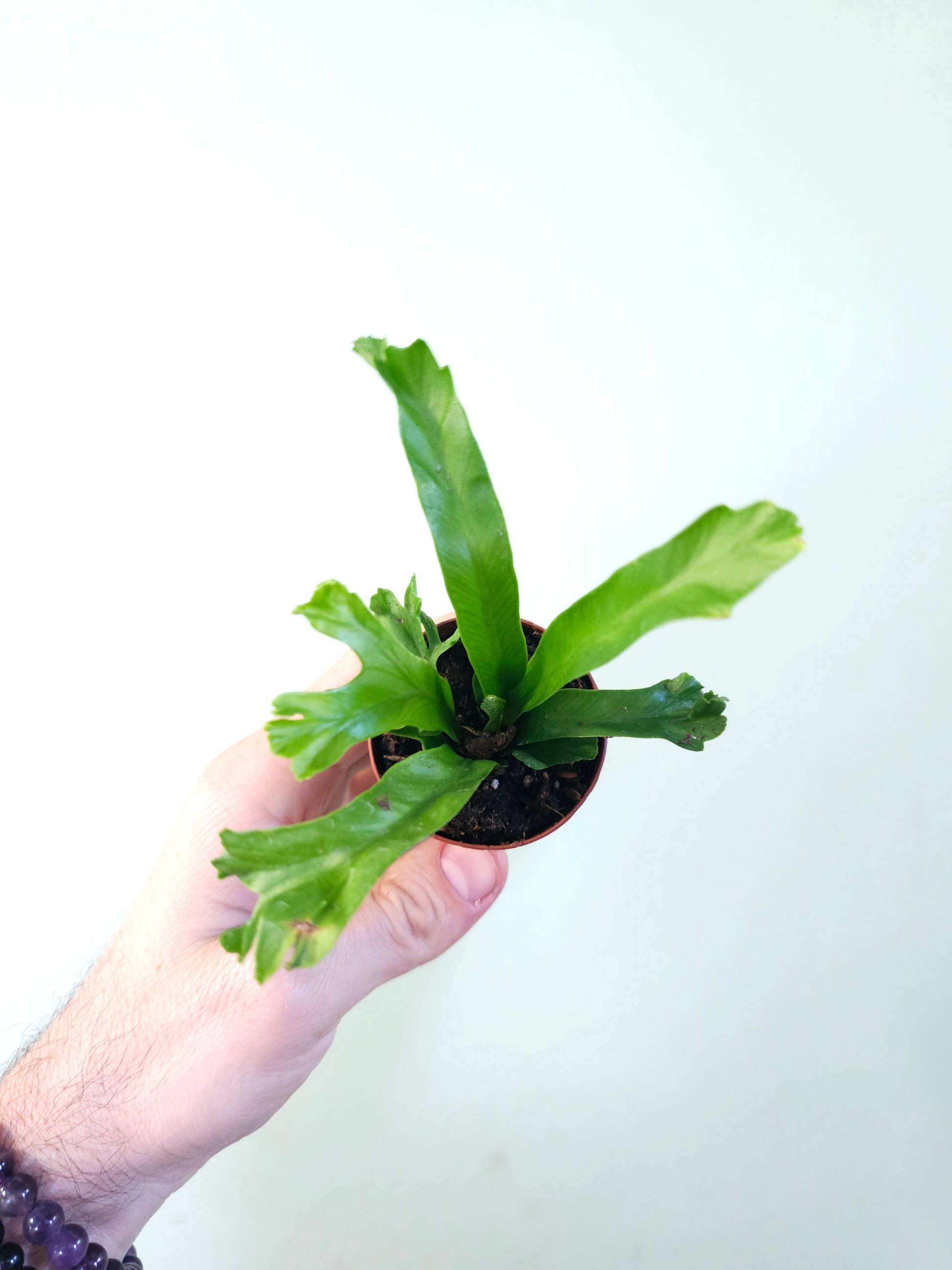 aspenium leslie birds nest fern Asplenium antiquum 'Leslie' "Crested Japanese Bird's Nest Fern" 2"