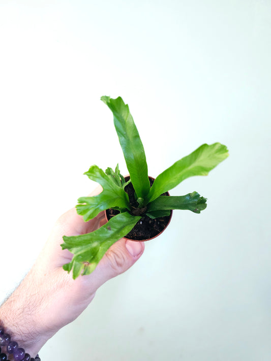 Asplenium antiquum 'Leslie' "Crested Japanese Bird's Nest Fern" 2"