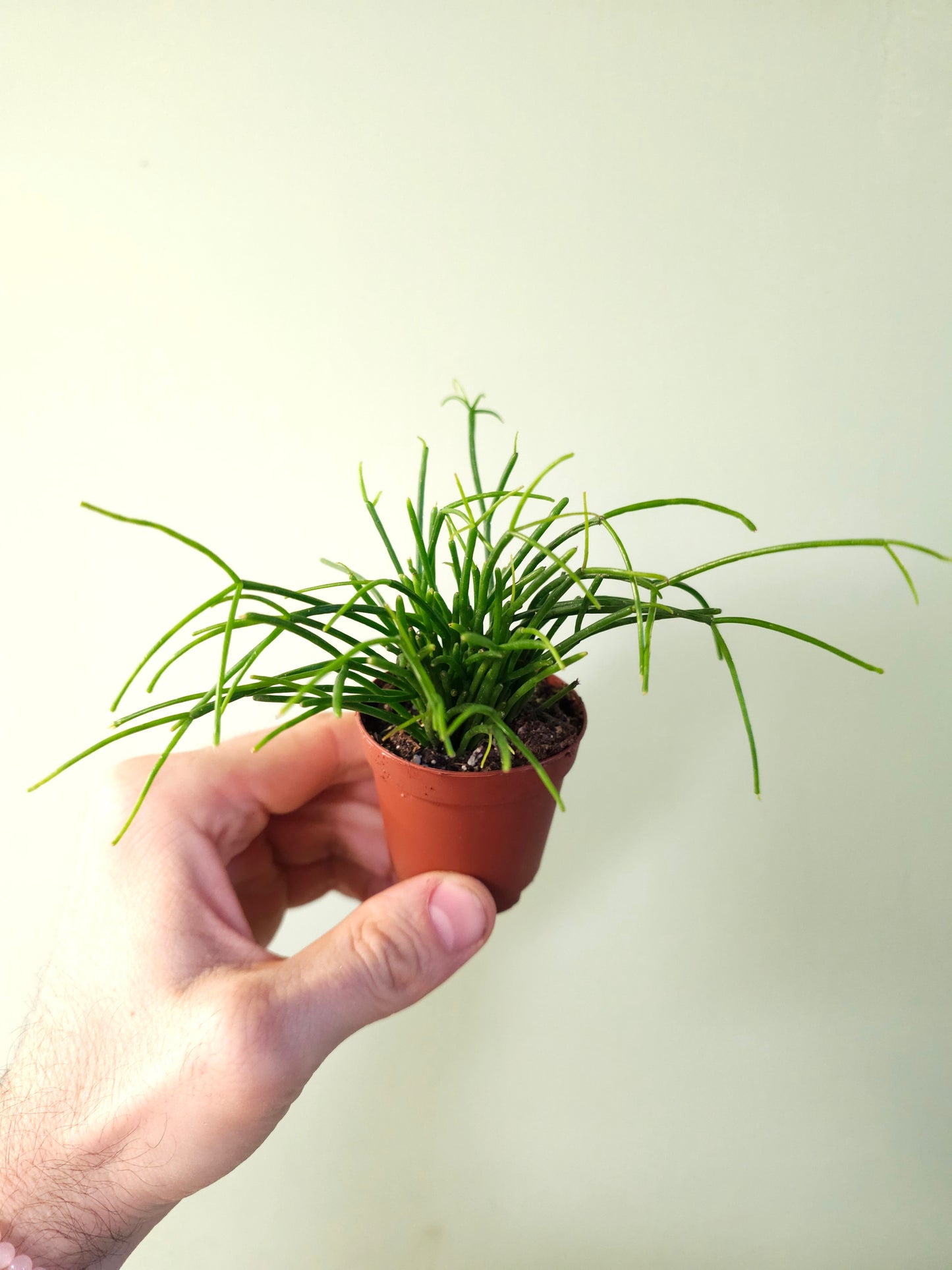 Rhipsalis baccifera "Spaghetti Plant" 2"