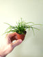 Rhipsalis baccifera "Spaghetti Plant" 2"