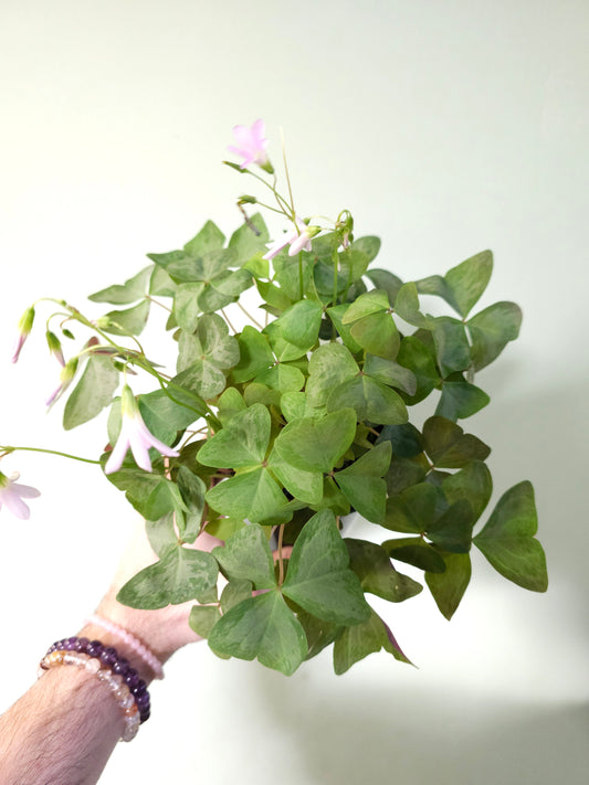 Oxalis triangularis 'Mystic Mist' 4.5"