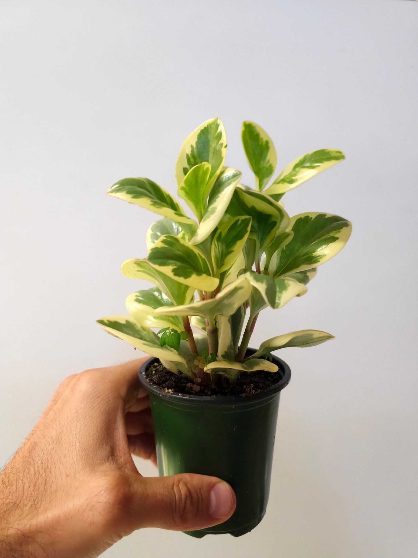 Peperomia obtusifolia 'Citrus Twist' 3.5"