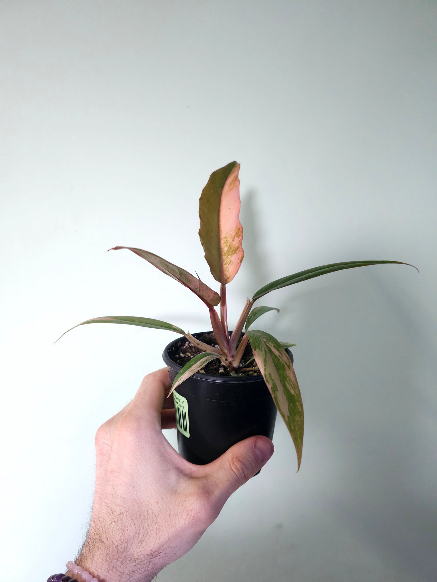 Philodendron 'Caramel Marble' 4"