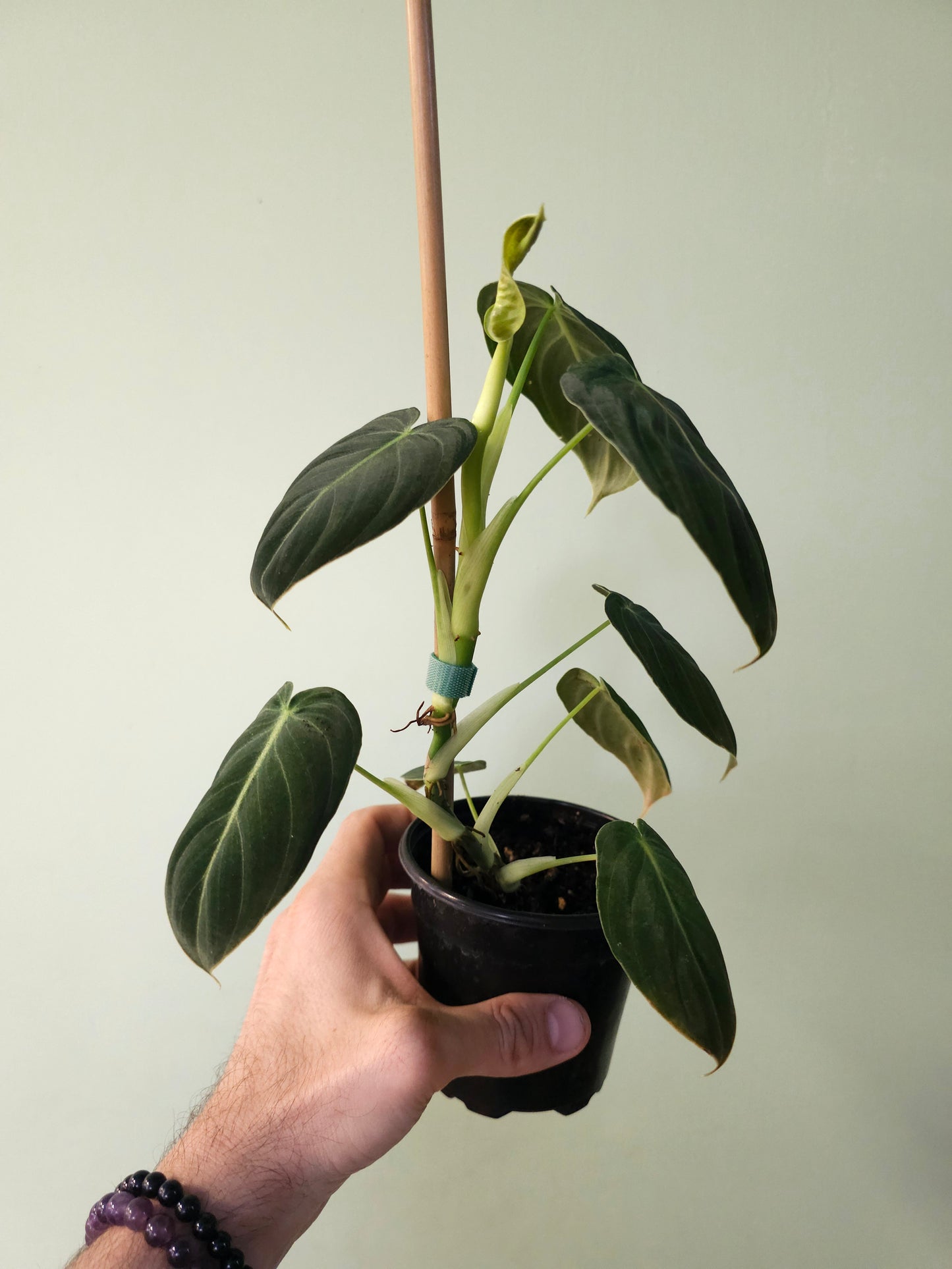Philodendron melanochrysum 4"