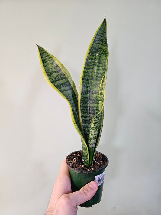 Sansevieria trifasciata 'Laurentii' 3.5"