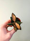 Hoya DS-70 'Variegata' 2"