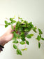 Peperomia quadrangularis "Beetle Plant" 4"