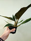 Philodendron 'Pluto' 4"