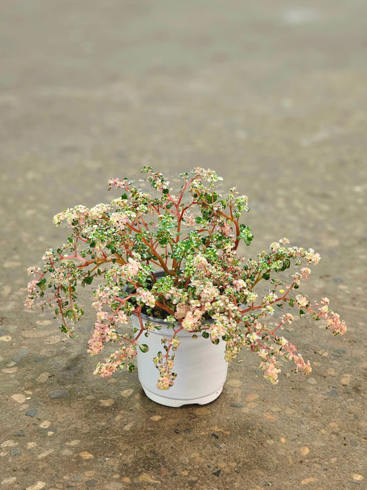 Pilea microphylla 'Variegata' "Tricolor Artillery/Confetti Fern" 4"