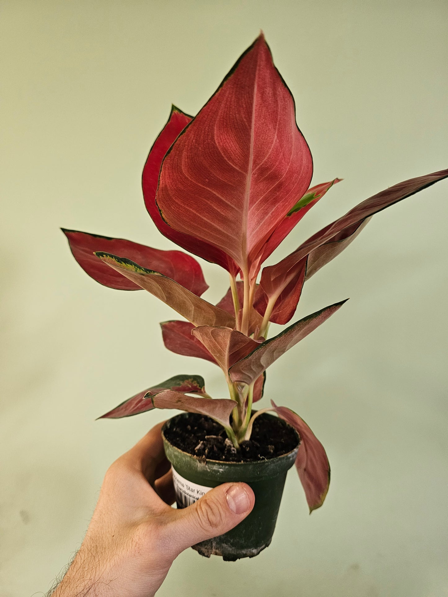 Aglaonema 'Star King' 4"