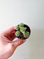Mammillaria gracilis fragilis "Thimble Cactus" 2"