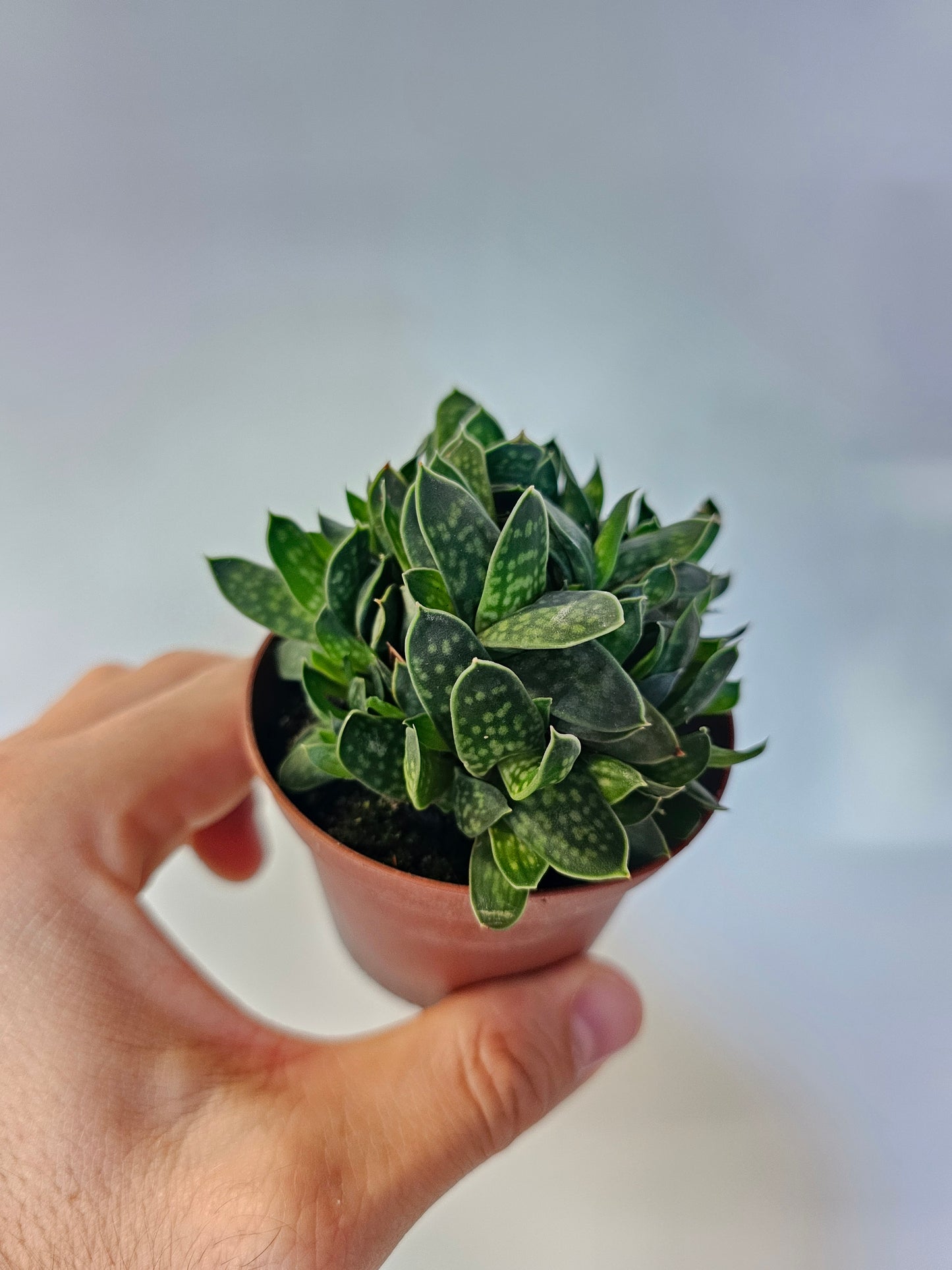 Gasteria brachyphylla var. bayeri 3"
