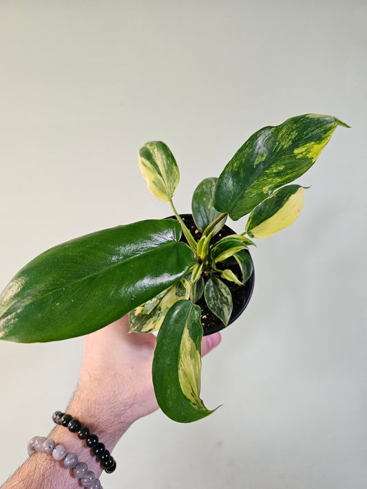 Philodendron 'Florida Beauty' 4"