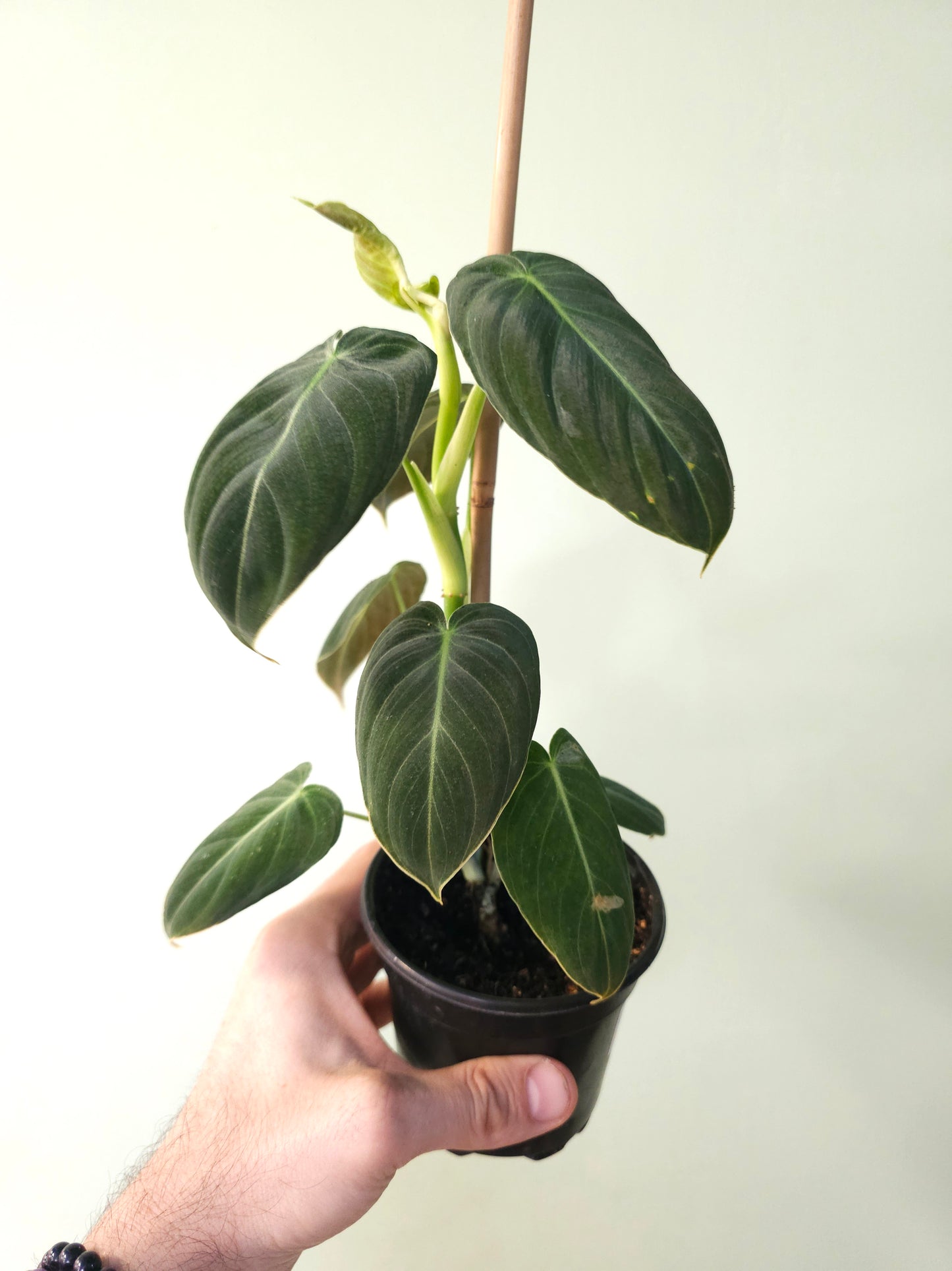 Philodendron melanochrysum 4"