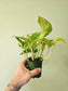 Epipremnum aureum 'Marble Queen' Pothos 3.5"