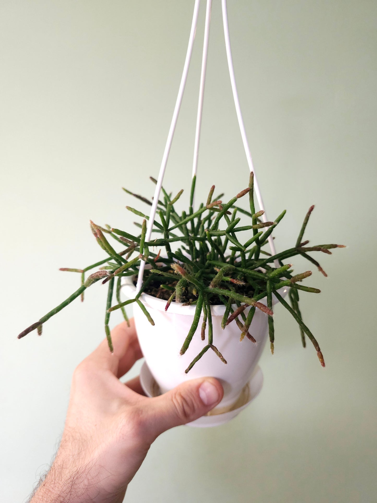 Rhipsalis burchellii 4.5" HB