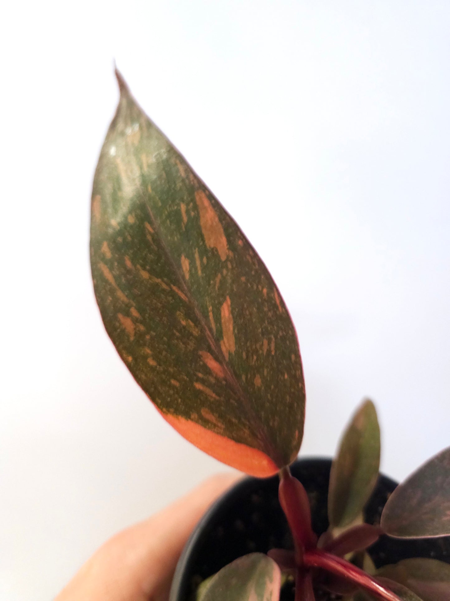 Philodendron 'Orange Princess' 4"
