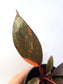 Philodendron 'Orange Princess' 4"