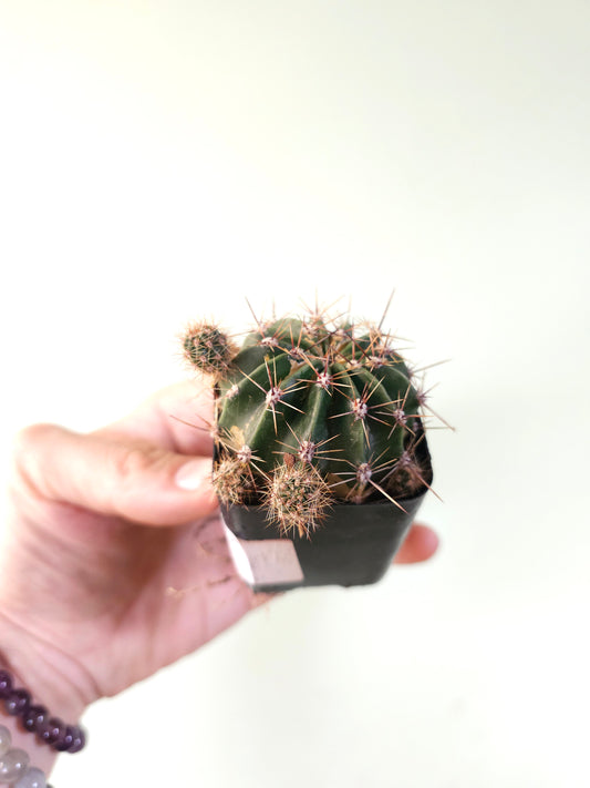 Echinobivia 'Rainbow Bursts' 2”