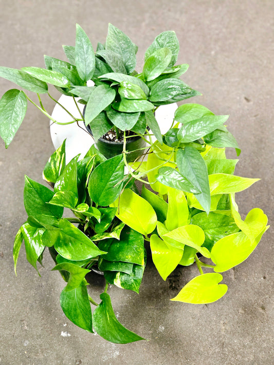 SAAM Auction - Pothos 3 Pack