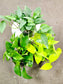 SAAM Auction - Pothos 3 Pack