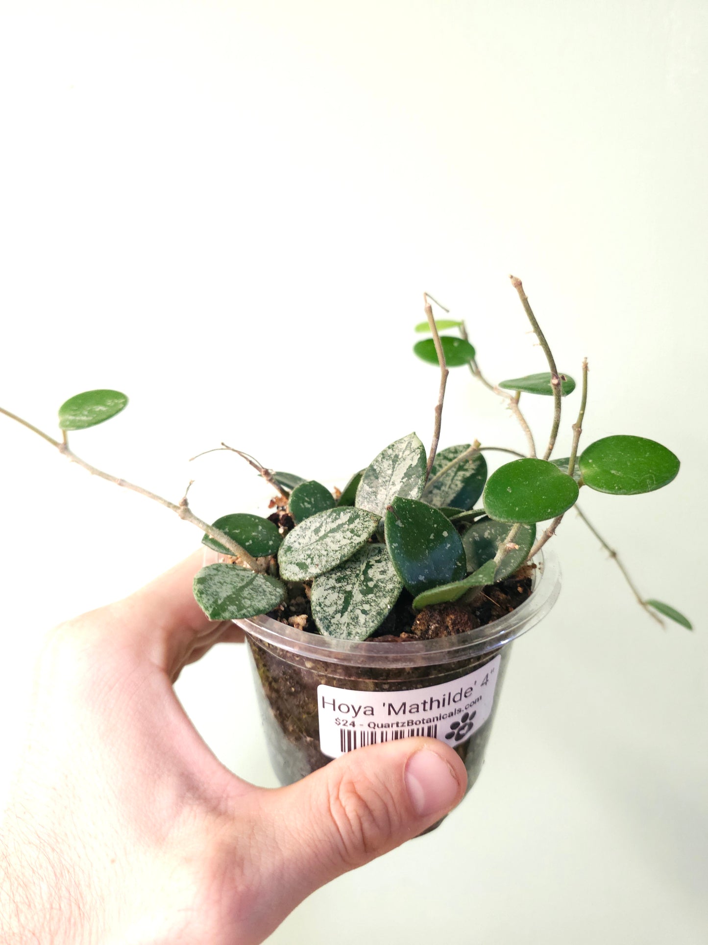 Hoya 'Mathilde' 4"