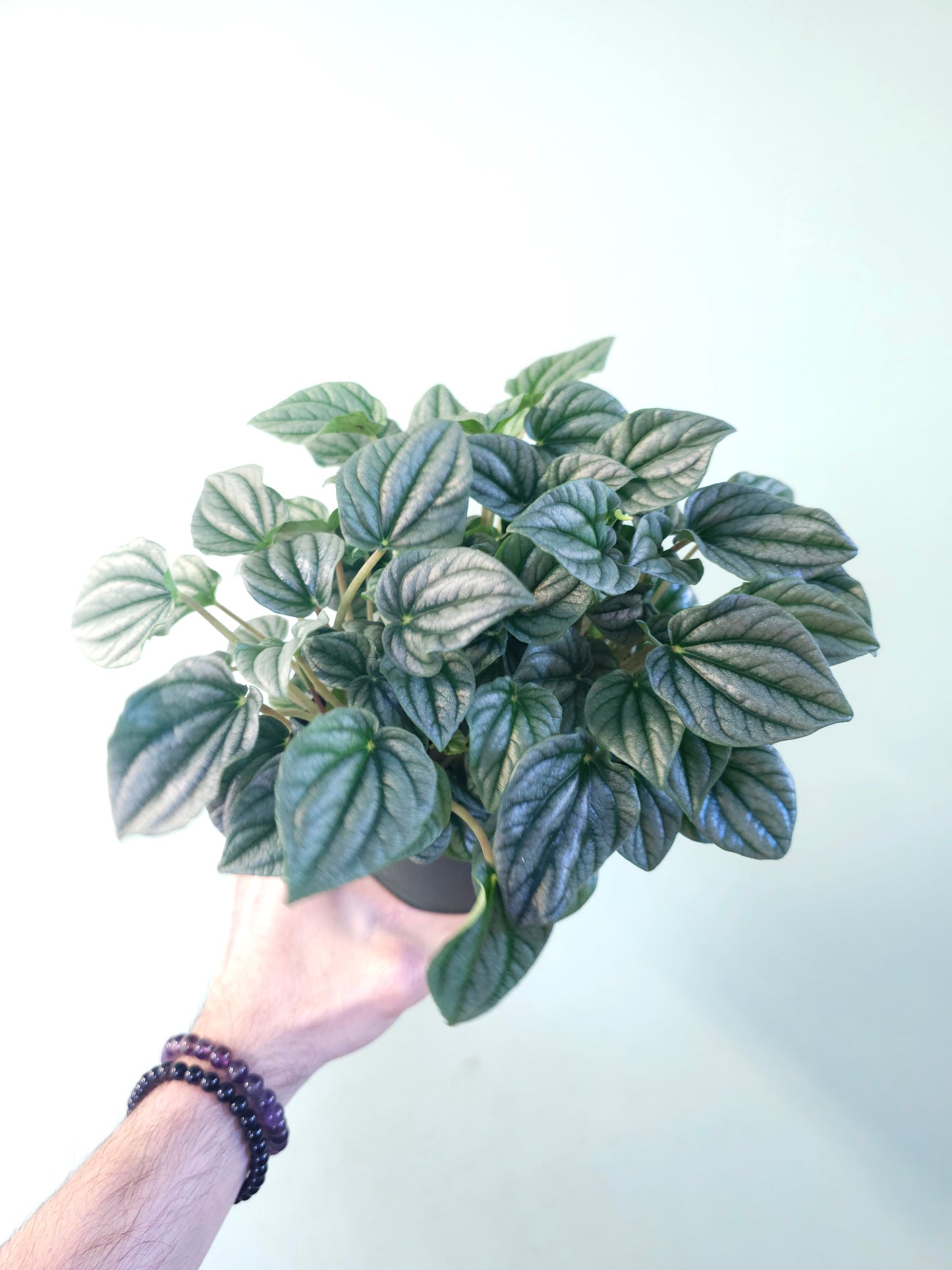 Peperomia 'Frost' 6"