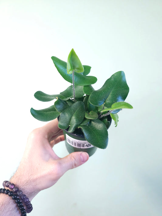 Hemionitis arifolia "Heart Leaf Fern" 3.5"