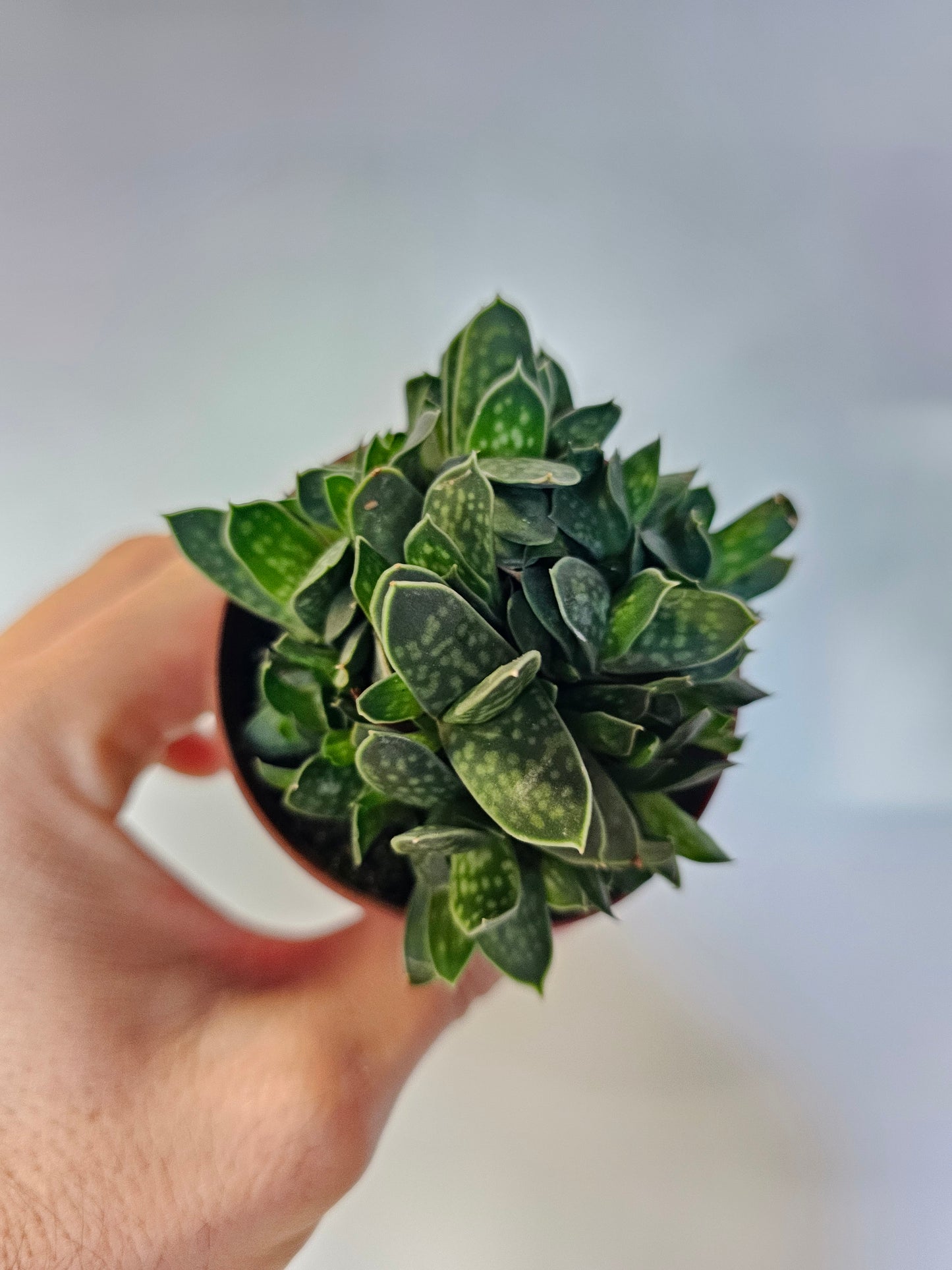 Gasteria brachyphylla var. bayeri 3"